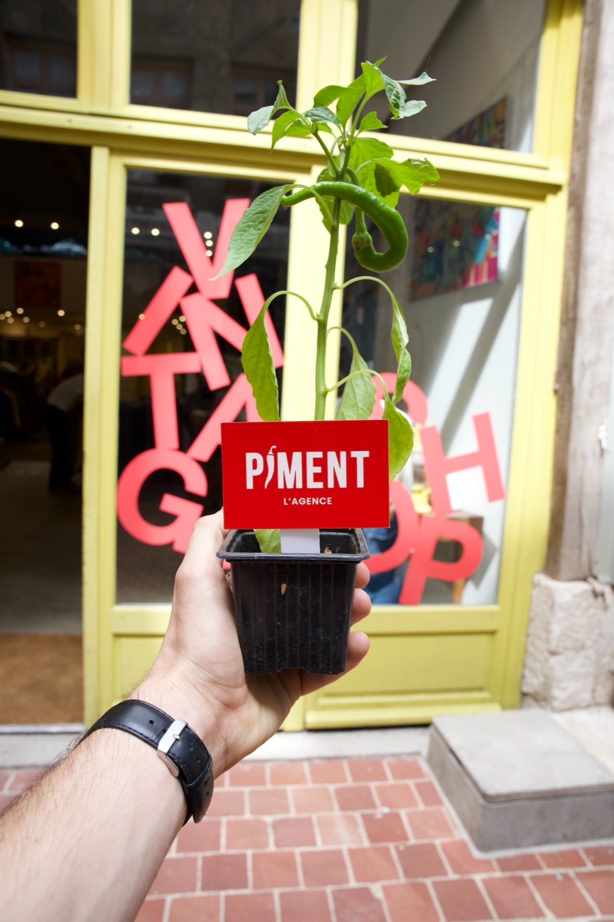 Un plant de piment dans la vitrine d'une boutique vintage à Rouen