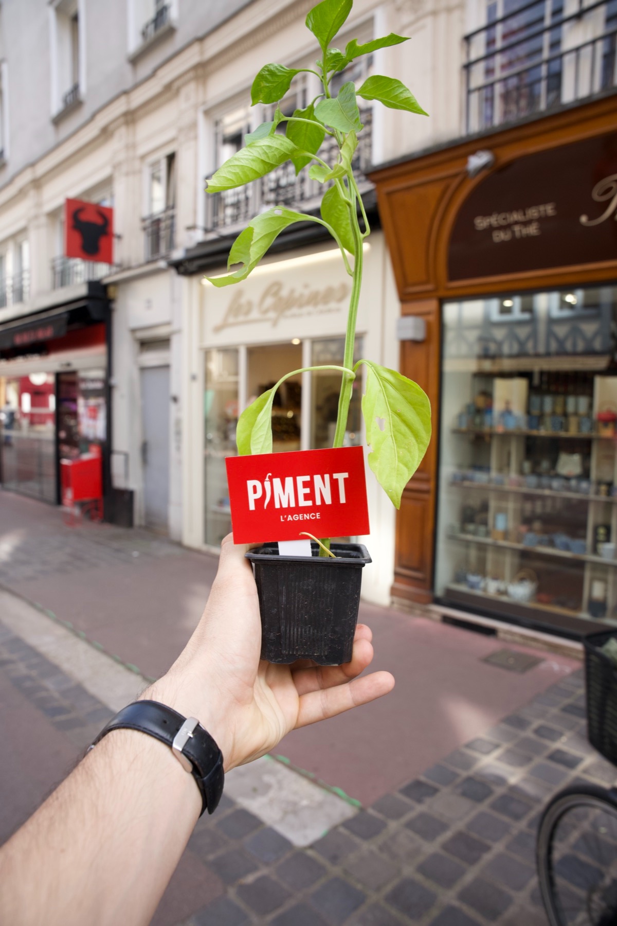 Remise d'un plant de piment à un commerçant