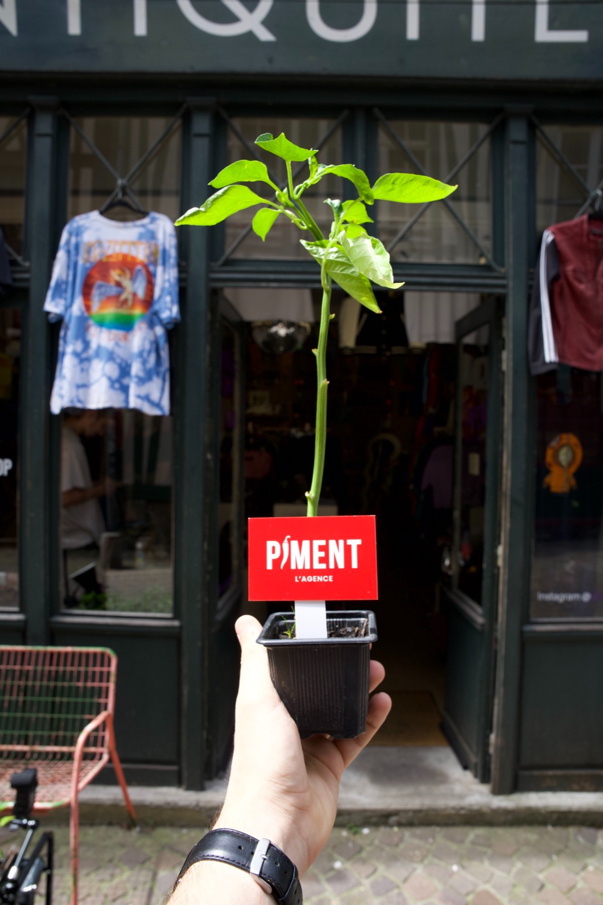Un plant de piment tenu à bout de bras devant une boutique du centre de Rouen, avec la carte Piment L'Agence plantée dans le pot