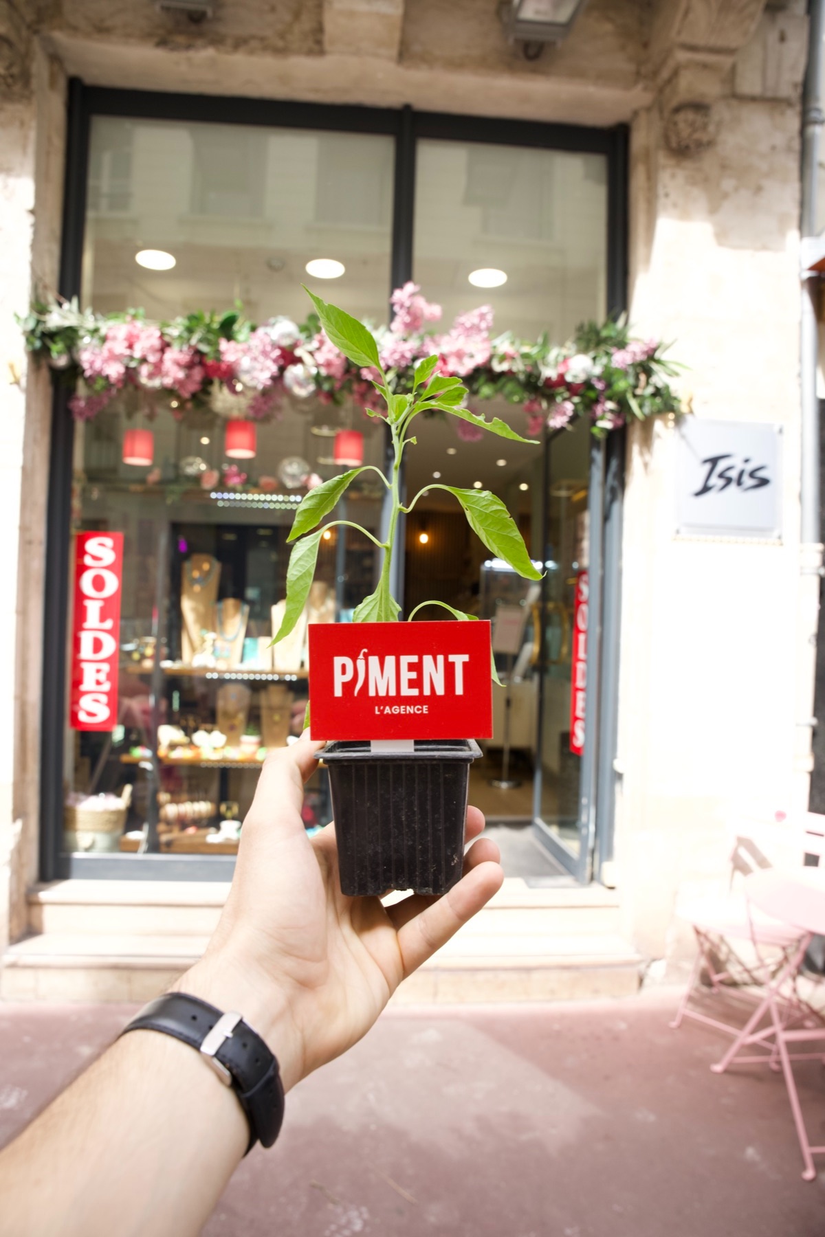 Plant de piment devant une boutique à la devanture fleurie
