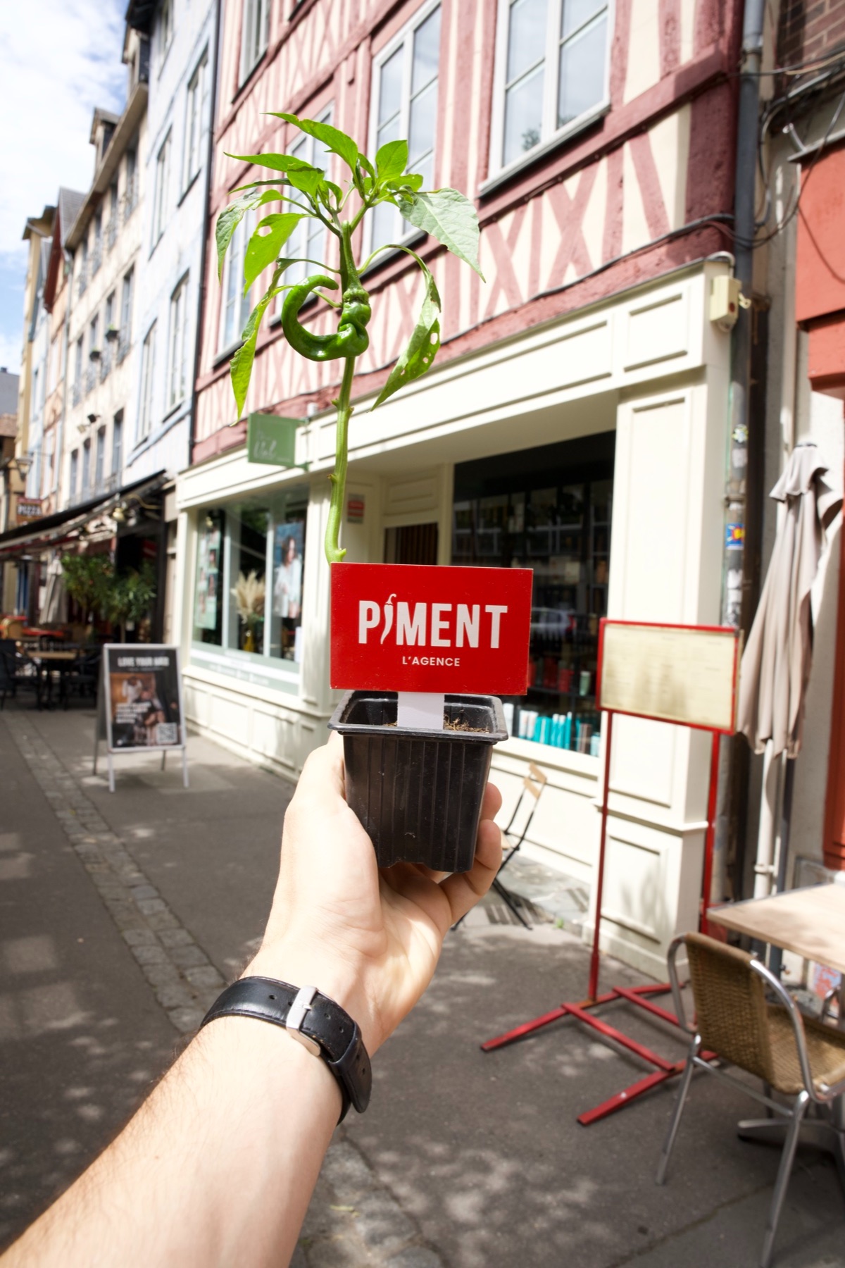 Plant de piment avec la carte Piment devant les maisons à colombages du vieux Rouen