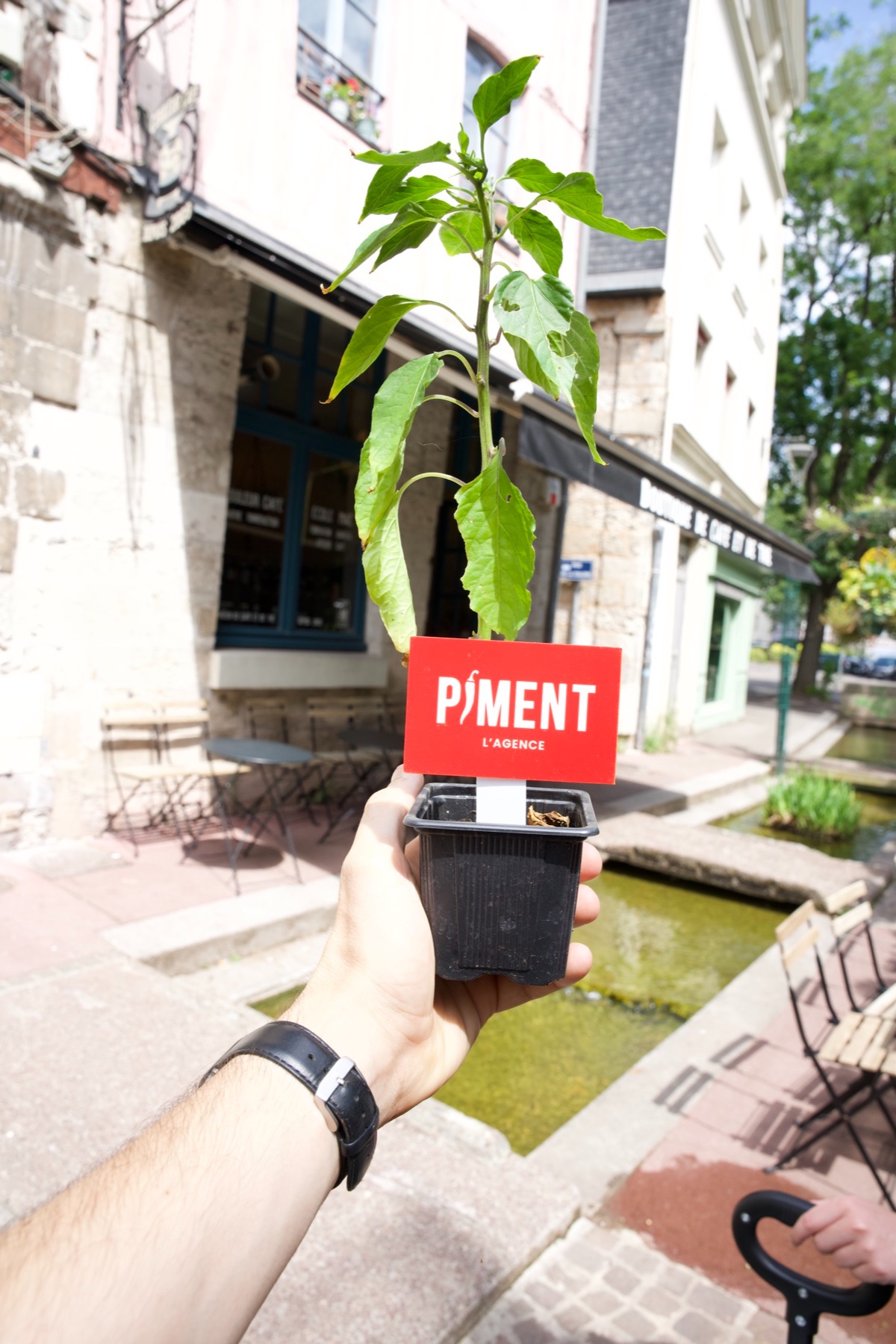 Plant de piment devant la terrasse d'un café rouennais